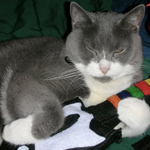 Cats Vs. Gadgets: Or, the Best Videos Ever 