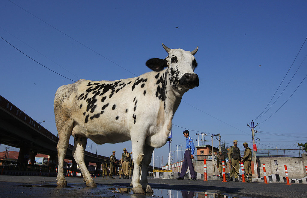 India to Introduce Cow Urine Beverage India to Introduce Cow Urine Beverage