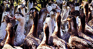 Village Voice Article: Foie Gras Humanely Produced