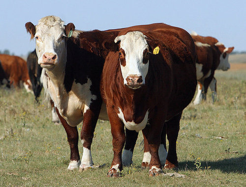 Niman Ranch Founder Denounces Company's New Owners