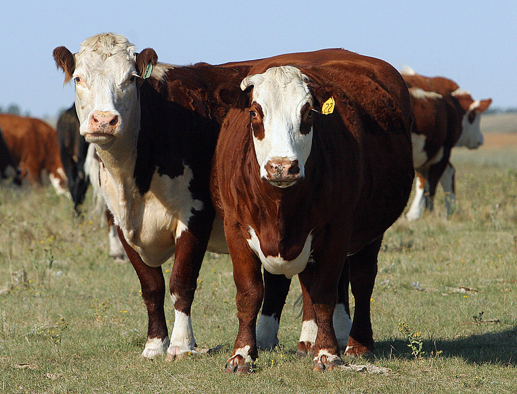 Niman Ranch Founder Denounces Company's New Owners Niman Ranch Founder Denounces Company's New Owners
