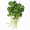 Cilantro Poll