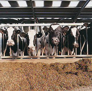 Falling Prices Mean Dire Times for Dairy Farmers