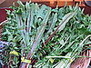How to Enjoy Dandelion Greens