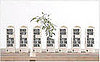 Boxed Water Poll