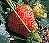 Spring Fruits Vine Ripening Quiz