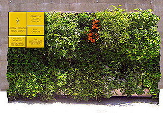 Cool Idea: Free Tomato Seeds From Campbell's