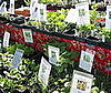 Poll: Have You Caught Onto The Gardening Trend?