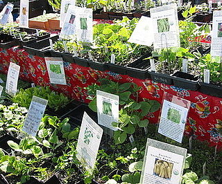 Poll: Have You Caught Onto The Gardening Trend?