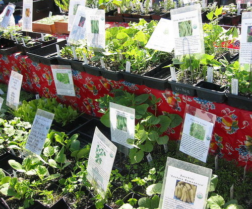 Poll: Have You Caught Onto The Gardening Trend?