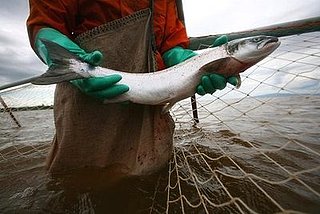 Commercial Salmon Season Is Banned For a Second Year