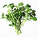 Watercress