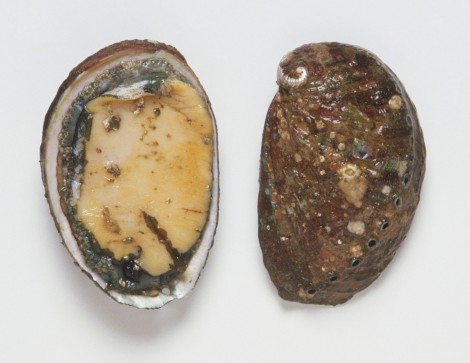 Abalone Abalone