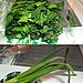 Throw Out Wilted Greens