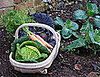 VeggieTrader Lets Home Gardeners Trade Produce