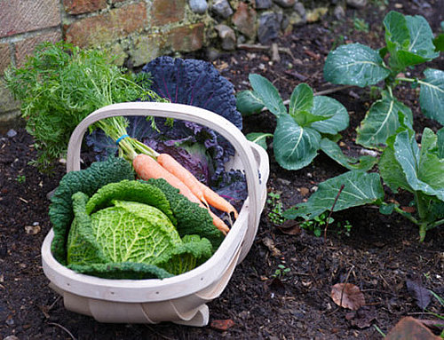VeggieTrader Lets Home Gardeners Trade Produce