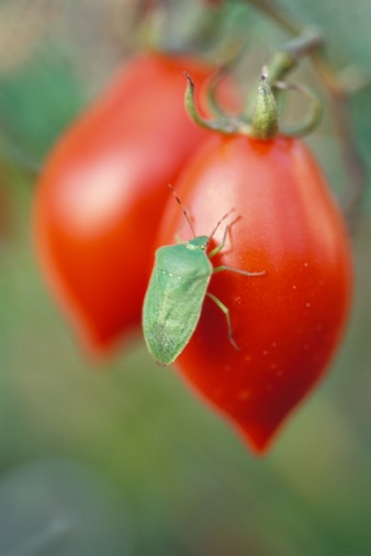Are You Willing to Accept the Occasional Bug in Produce? Are You Willing to Accept the Occasional Bug in Produce?