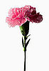 Yummy Links: From Carnations to Thomas Keller