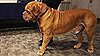 Breed Spotlight on Dogue de Bordeaux, the Newest Breed Entered Into the 2009 Westminster Kennel Club Dog Show