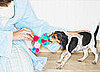 Does Your Pet Have a Baby?