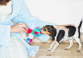 Does Your Pet Have a Baby?