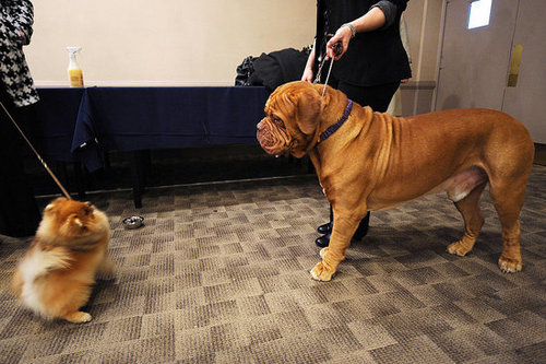 Breed Spotlight: Dogue de Bordeaux Breed Spotlight: Dogue de Bordeaux