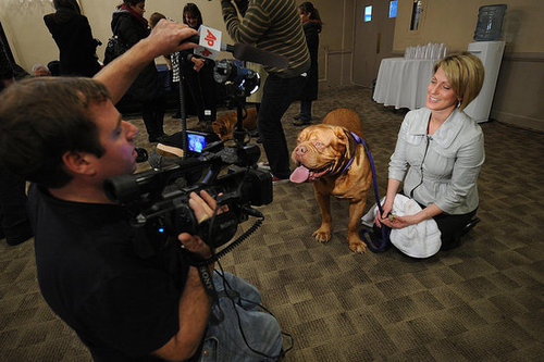 Breed Spotlight: Dogue de Bordeaux Breed Spotlight: Dogue de Bordeaux
