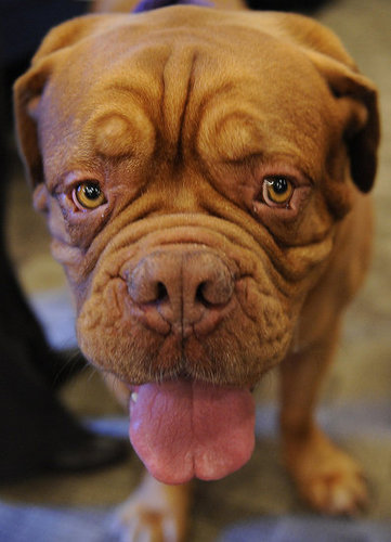 Breed Spotlight: Dogue de Bordeaux Breed Spotlight: Dogue de Bordeaux
