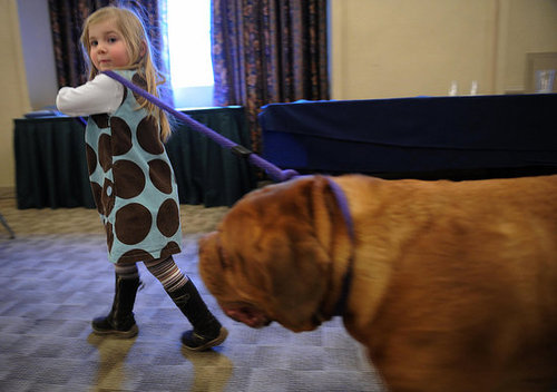 Breed Spotlight: Dogue de Bordeaux Breed Spotlight: Dogue de Bordeaux