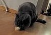 Cat Vs. Tape Is One Sticky Situation 