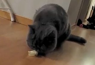 Cat Vs. Tape Is One Sticky Situation 