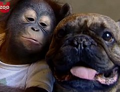 French Bulldog and Orangutan Love – Video of Bugsy and Malone Kissing