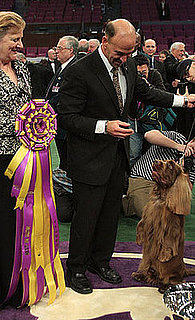 Stump the Sussex Spaniel wins the 133rd Westminster Kennel Club Dog Show in 2009