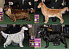 2009 Westminster Winners: Sporting Group