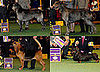 2009 Westminster Winners: Hound Group