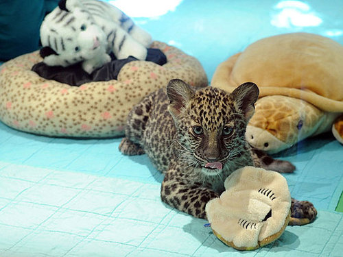 Baby Jave! Baby Jave!