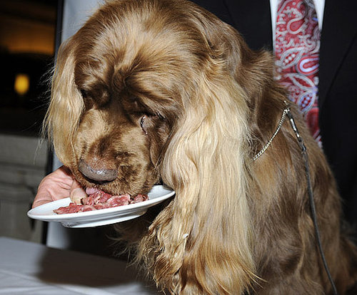 Stump Would Like the Steak, Please. Stump Would Like the Steak, Please.