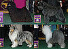 2009 Westminster Winners: Herding Group