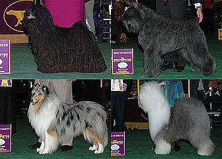 2009 Westminster Winners: Herding Group