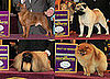 2009 Westminster Winners: Toy Group
