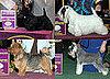 2009 Westminster Winners: Terrier Group