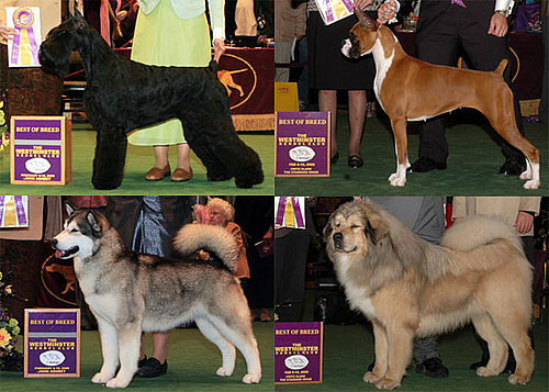 2009 Westminster Winners: Working Group