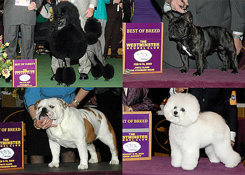 2009 Westminster Winners: Non-Sporting Group