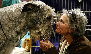 Cute Dogs From Behind-the-Scenes at the 2009 Westminster Kennel Club Dog Show