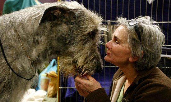 Photos from 2009 Westminster Kennel Club Dog Show Photos from 2009 Westminster Kennel Club Dog Show