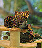 Super-Cute Video: Java, Up Close and In Action!