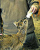 Gizmo the Nile Lechwe Antelope is Born in Budapest
