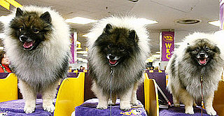 Guess What Breed?