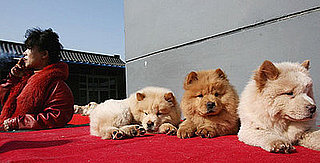 Do Tell: Pets Prompt Kicking Cigarettes to the Curb?