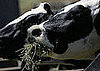 Cows With Names Make More Milk: In the LINK of an Eye!